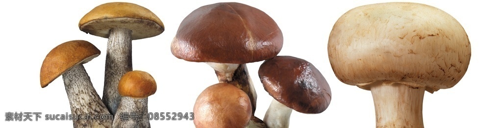蘑菇 免 扣 高清 素材图片 蘑菇png 高清蘑菇图片 文件 蘑菇免扣素材 蘑菇素材 各种 生物世界 蔬菜