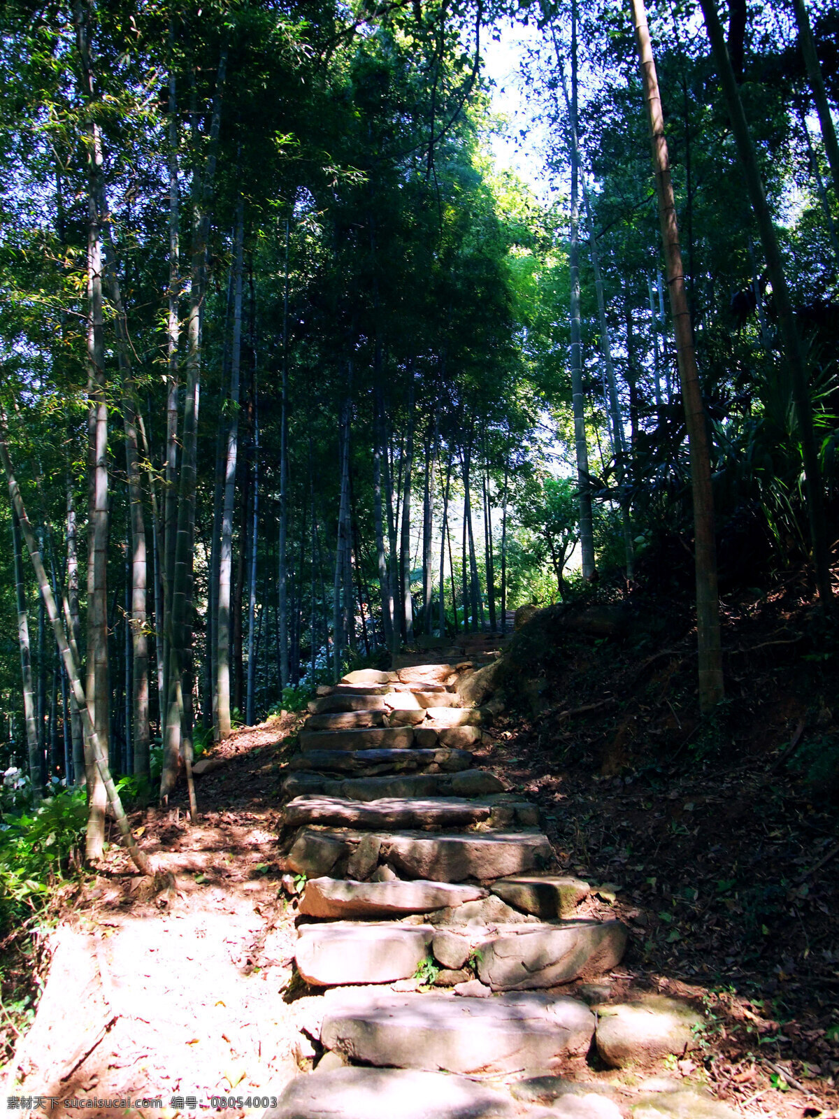 竹海 山路 阳光 竹子 自然风景 自然景观 竹海山路 崎岖的山路 普照 矢量图 日常生活
