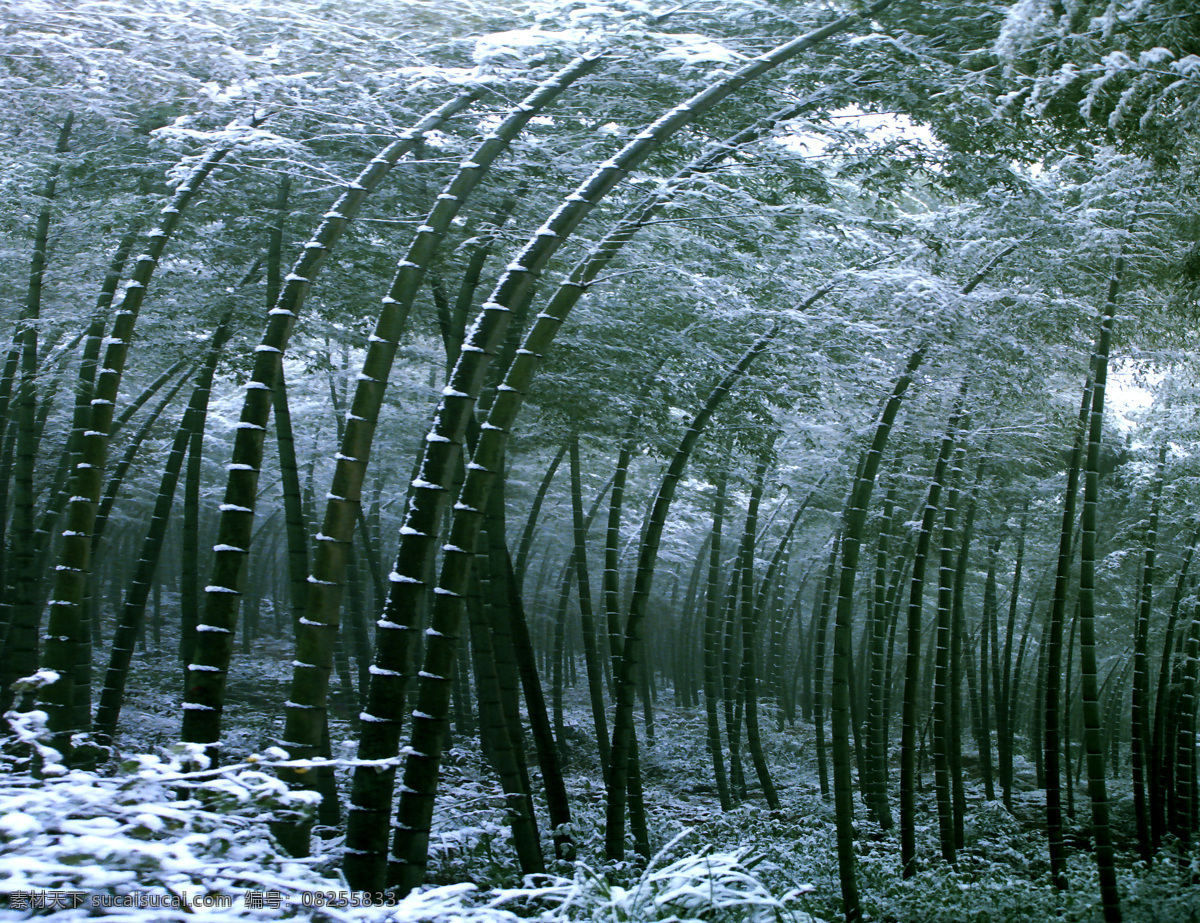 背景 翠绿 翠竹 景物 静物 绿色 绿叶 摄影图库 特写 竹子 竹 竹叶 叶子 植物 竹干 自然景观 自然风景 矢量图 日常生活