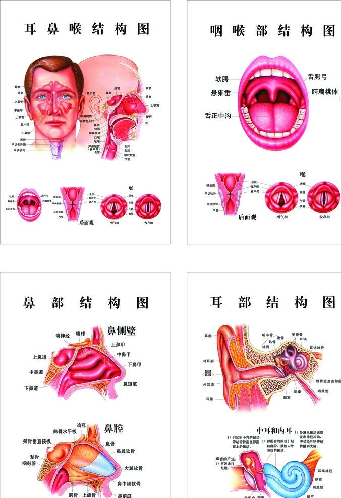 五官 结构图 鼻 咽喉 耳 医疗保健 生活百科 矢量