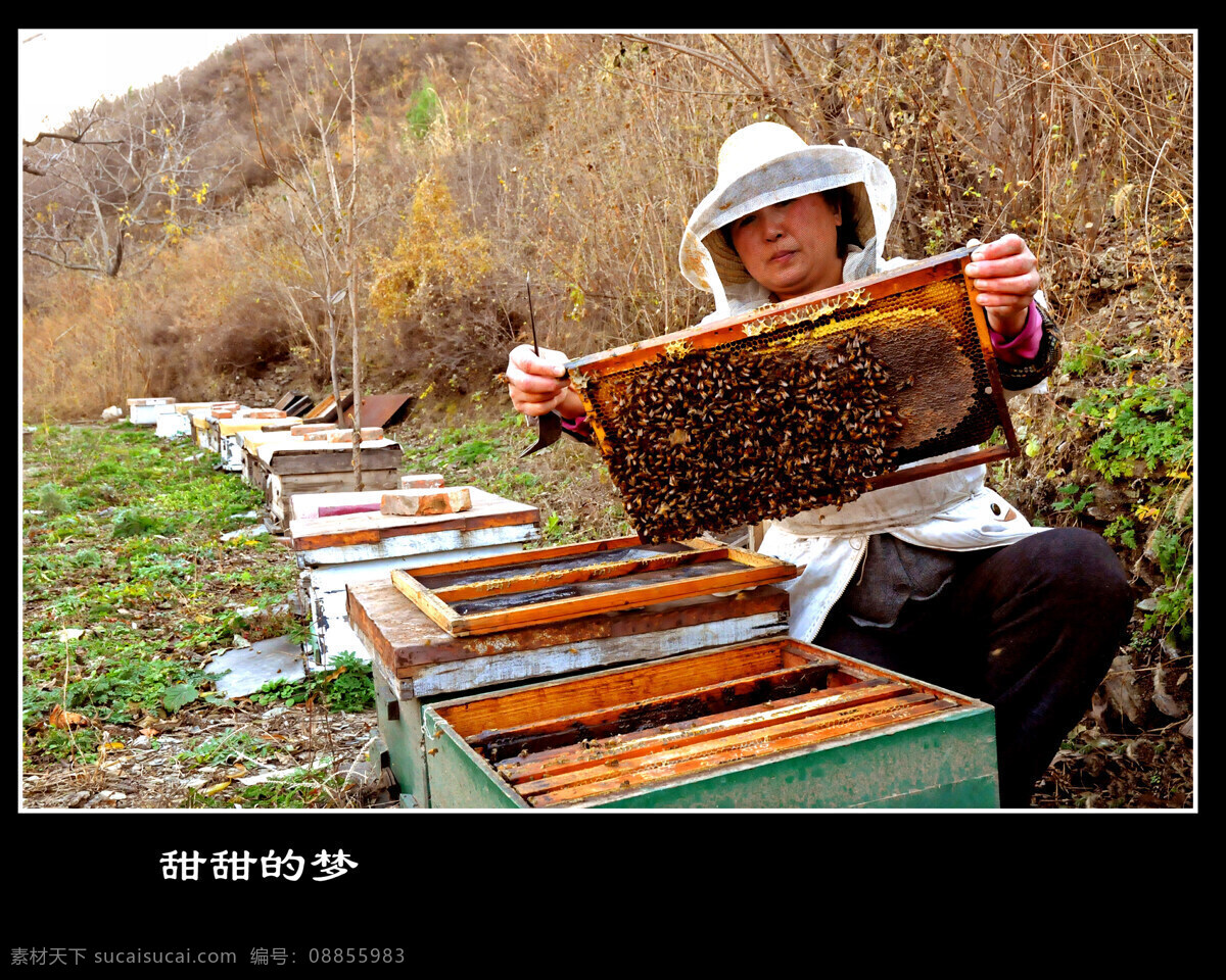 人物 蜂蜜 蜜蜂 收获 收获季节 喜悦 幸福 田园风光 自然景观