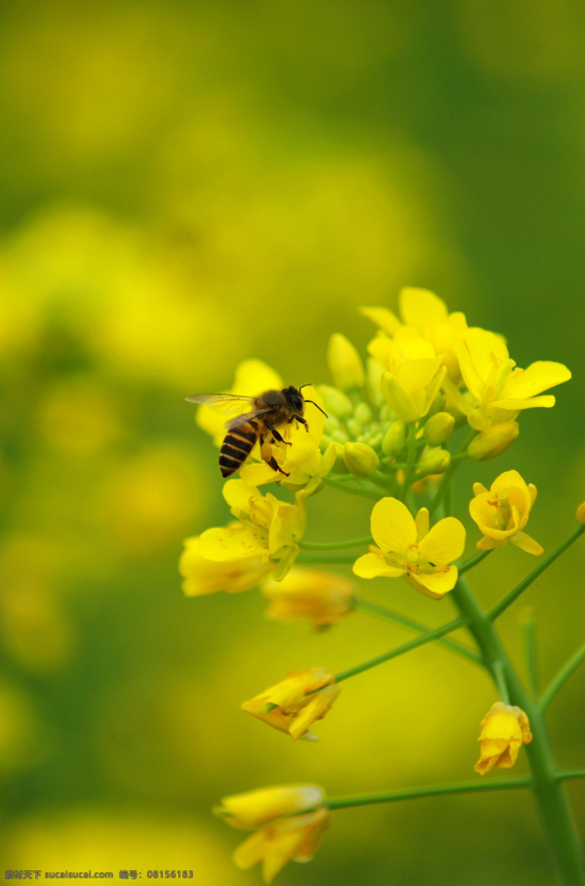 油菜花 蜜蜂 油菜 花 田地 农业 云 蓝天 辽阔 伊犁河谷 竖图 田园风光 黄花 树 魅力 黄色 田园 微距 花瓣 花蕊 蜜蜂采蜜 花草 生物世界