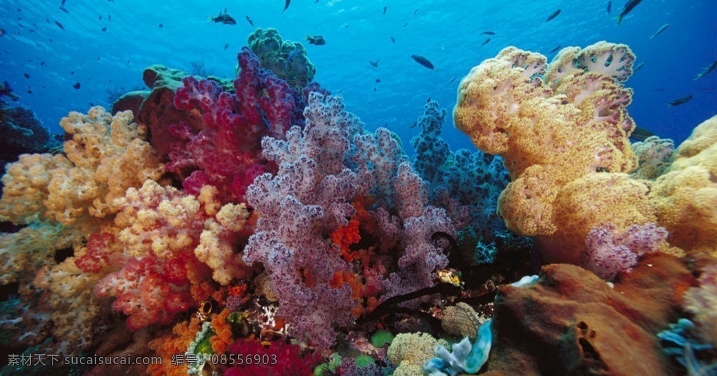 海底珊瑚 海底 珊瑚 大海 鱼群 生物 世界 海洋 高清大图 背景大图 壁纸 背景壁纸 生物世界 海洋生物