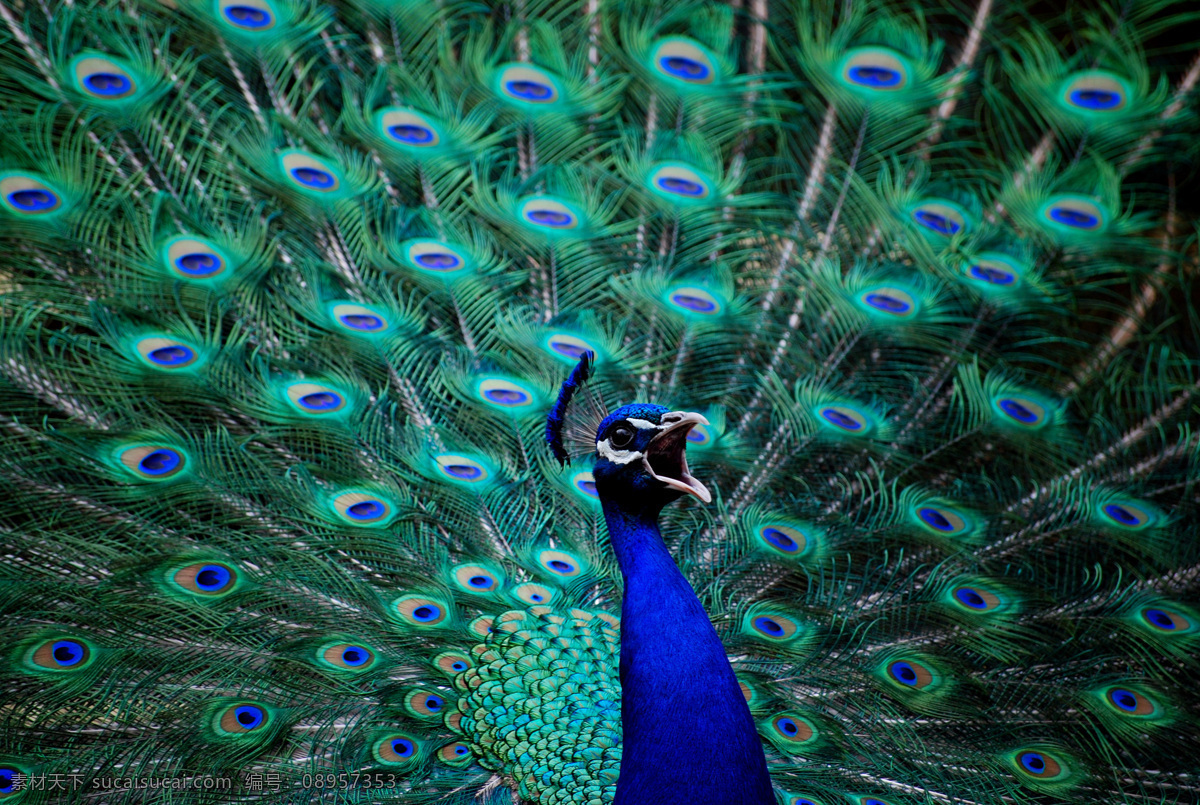 漂亮 蓝 孔雀 蓝色 动物 陆地动物 生物世界
