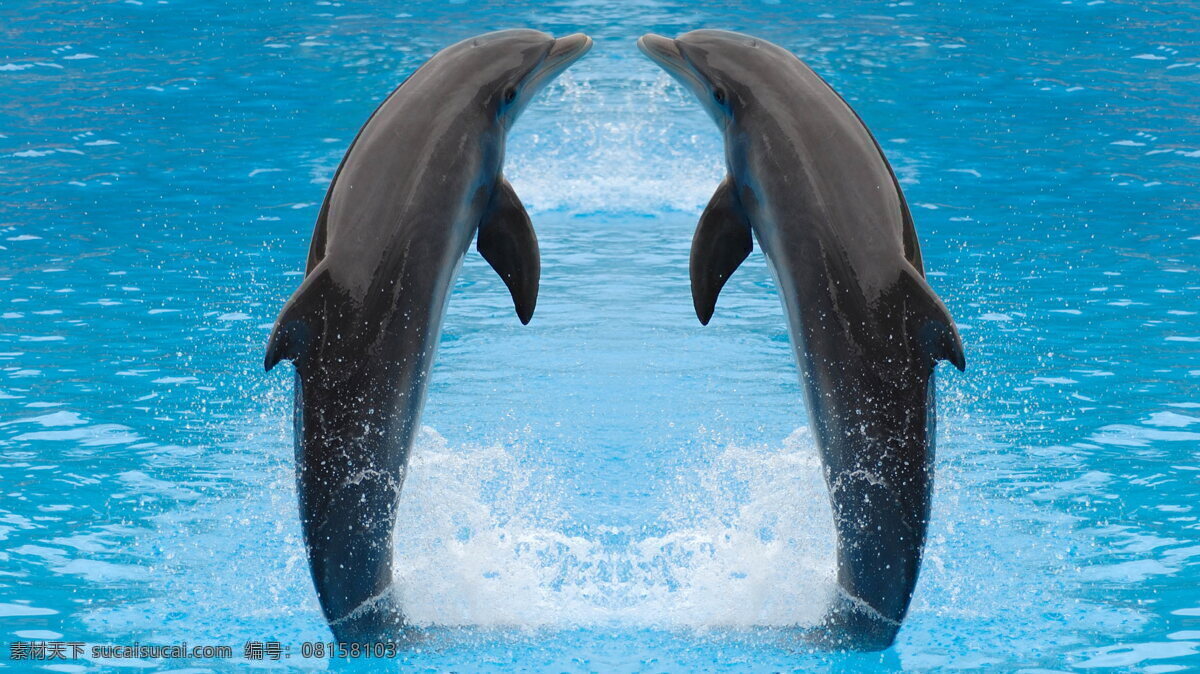 小海豚 雌豚 康氏矮海豚 智利矮海豚 毛依海豚 动物世界 生物世界 海洋生物