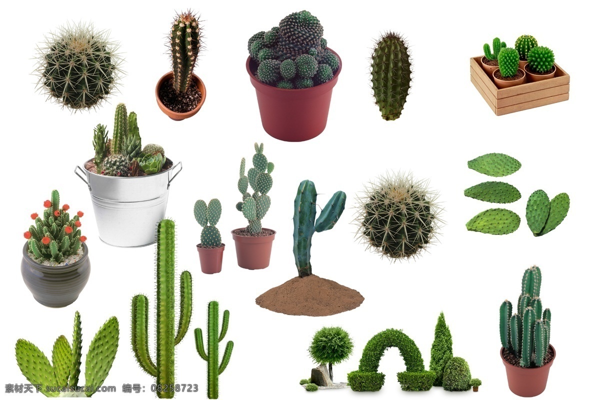 透明素材 png抠图 仙人球 仙人树 沙漠 仙人掌刺 仙人掌植物 仙人掌特写 园林植物 景观植物 绿色植物 非 原创 透明 合 辑 分层