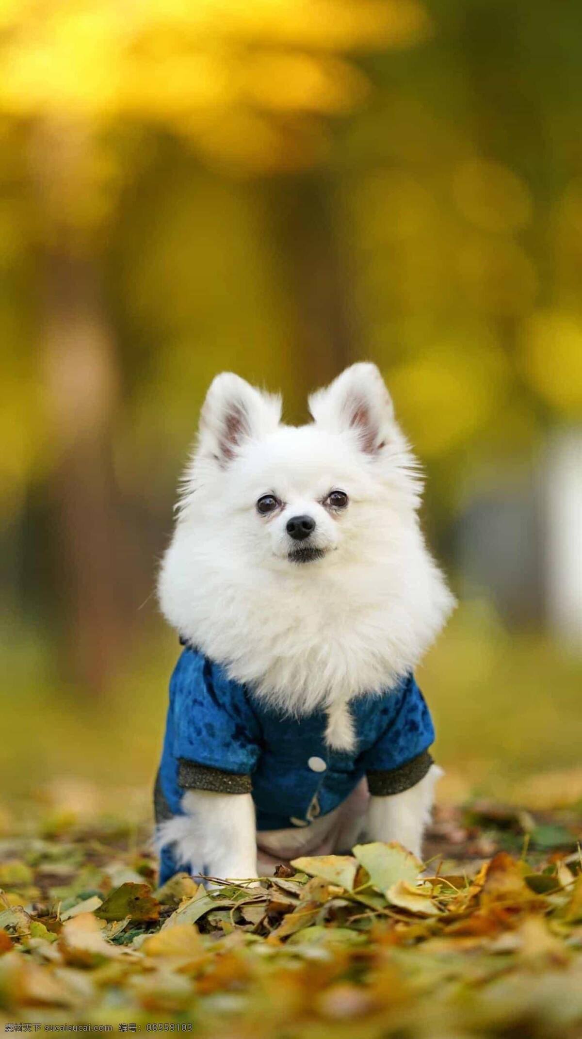 狗图片 狗 小狗 汪星人 宠物 动物 可爱 忠诚 陪伴 田园犬 萨摩 柯基 金毛 哈士奇 拉布拉多 德牧 边牧 泰迪 贵宾 八哥犬 秋田犬 柴犬 杜宾犬 哈利犬 可卡 比格 博美 吉娃娃