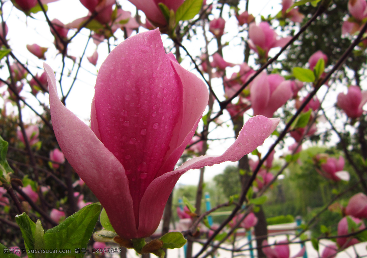 紫玉兰 玉兰花 紫色 花草 生物世界