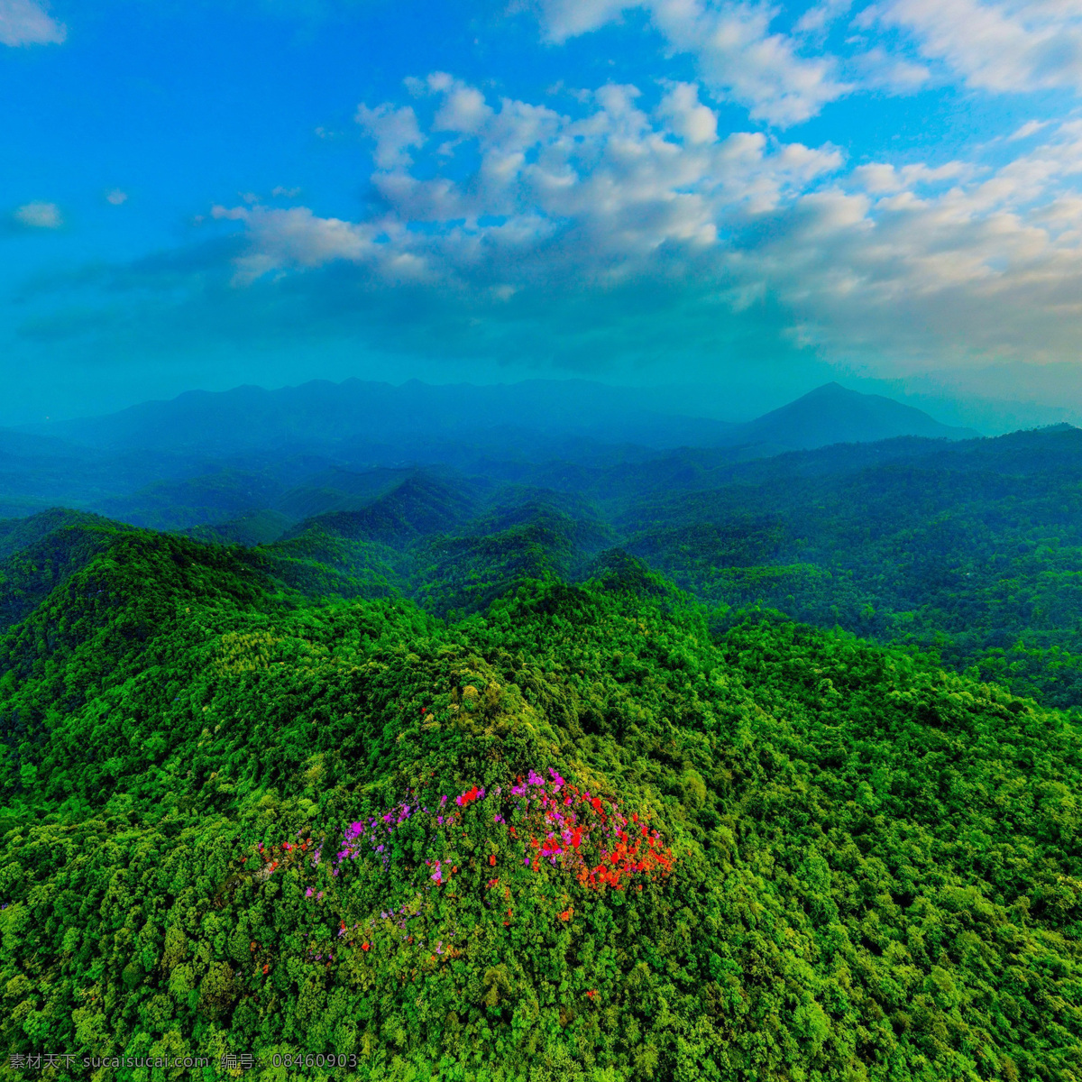 美丽 青山 树林 景观 美丽的 青山树林景观 大山 山峰 山峦 山脉 高山 绿山 绿色 树木 森林 远山 鲜花 花朵 花卉 蓝天 白云 天空 云彩 云朵 自然景观 自然风景 高清 生物世界 树木树叶