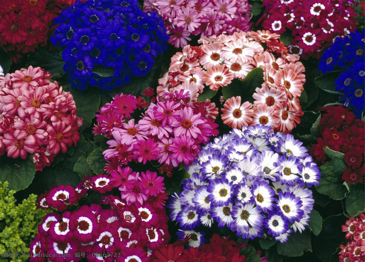 鲜艳花朵 郁金香 玫瑰花 菊花 向日葵 油菜花 花朵 花束 花 花苞 花骨朵 鲜花 花丛 花海 花蕊 花蕾 花瓣 观赏花 一支鲜花 一束鲜花 含苞待放 马蹄莲 荷包牡丹 绽放的花朵 萱草 康乃馨 紫藤花 花卉草植丶 生物世界 花草