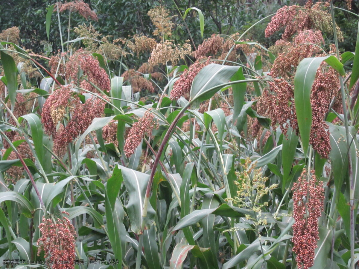 高梁地 快成熟 高梁 田园风光 自然景观