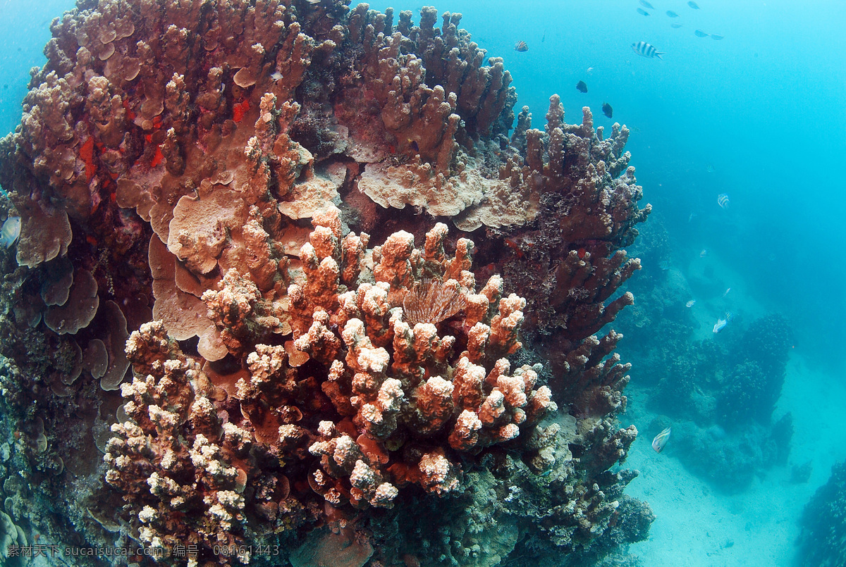 海底礁石 海底世界 水下摄影 海底美景 海底风景 深蓝色海水 生物世界 海洋生物 海底生物 摄影图库