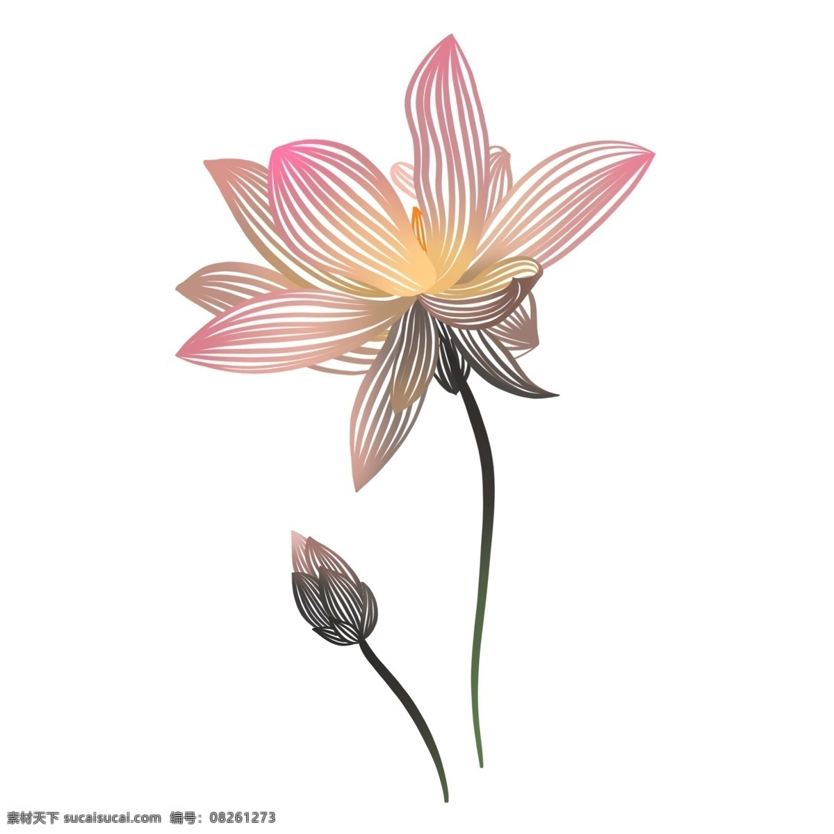 原创 手绘 插图 荷花 花蕾 元素 配 图 荷花花蕾 粉色 小清新 唯美 lotus