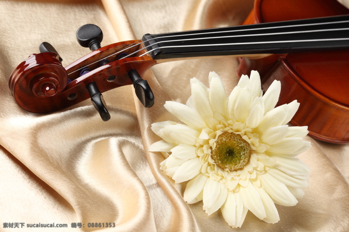 小提琴 音符 乐谱 中提琴 花 鲜花 文化艺术 音乐 影音娱乐 生活百科