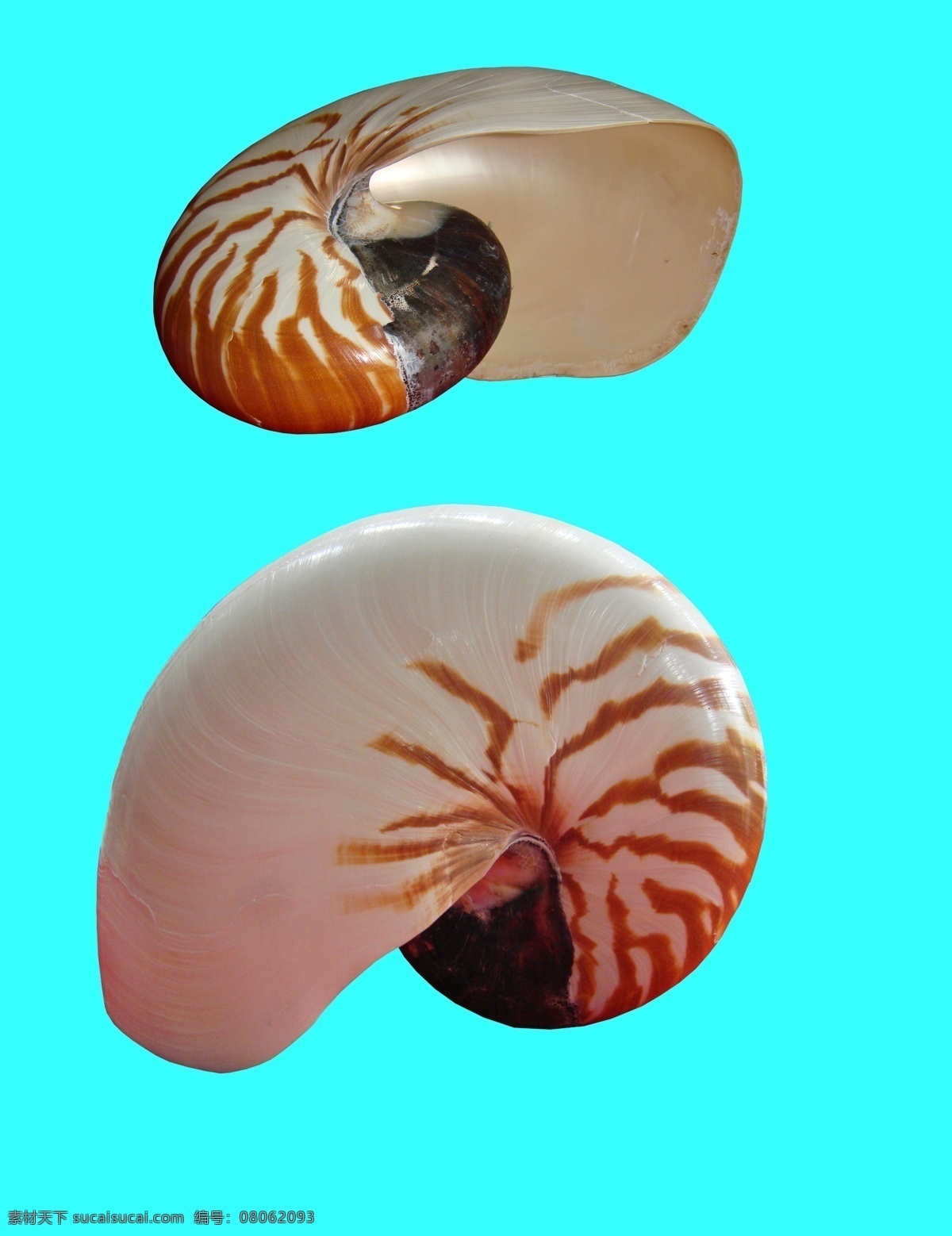 鹦鹉螺 贝壳 螺 海螺 四大名螺 分层 源文件