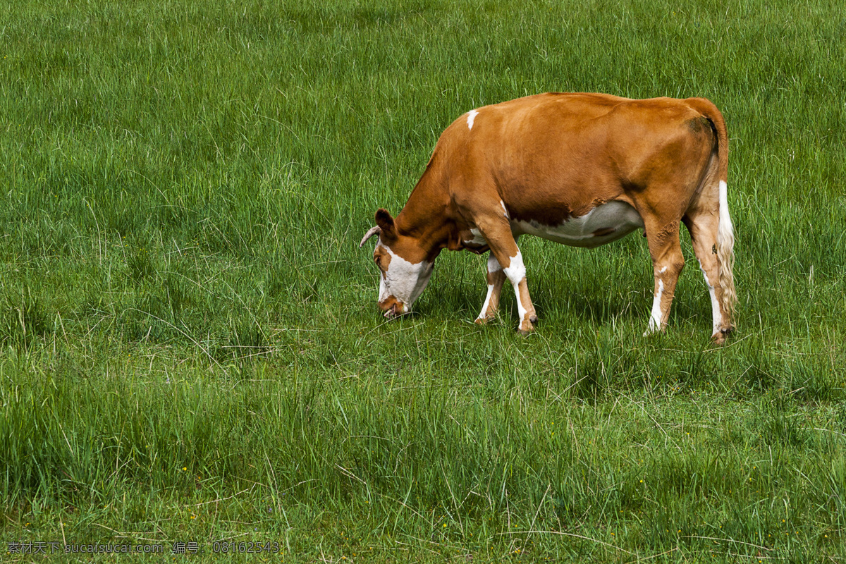 高原 牛 西蒙塔尔 肉牛 草原 绿色 有机 畜种 家畜 家禽家畜 生物世界