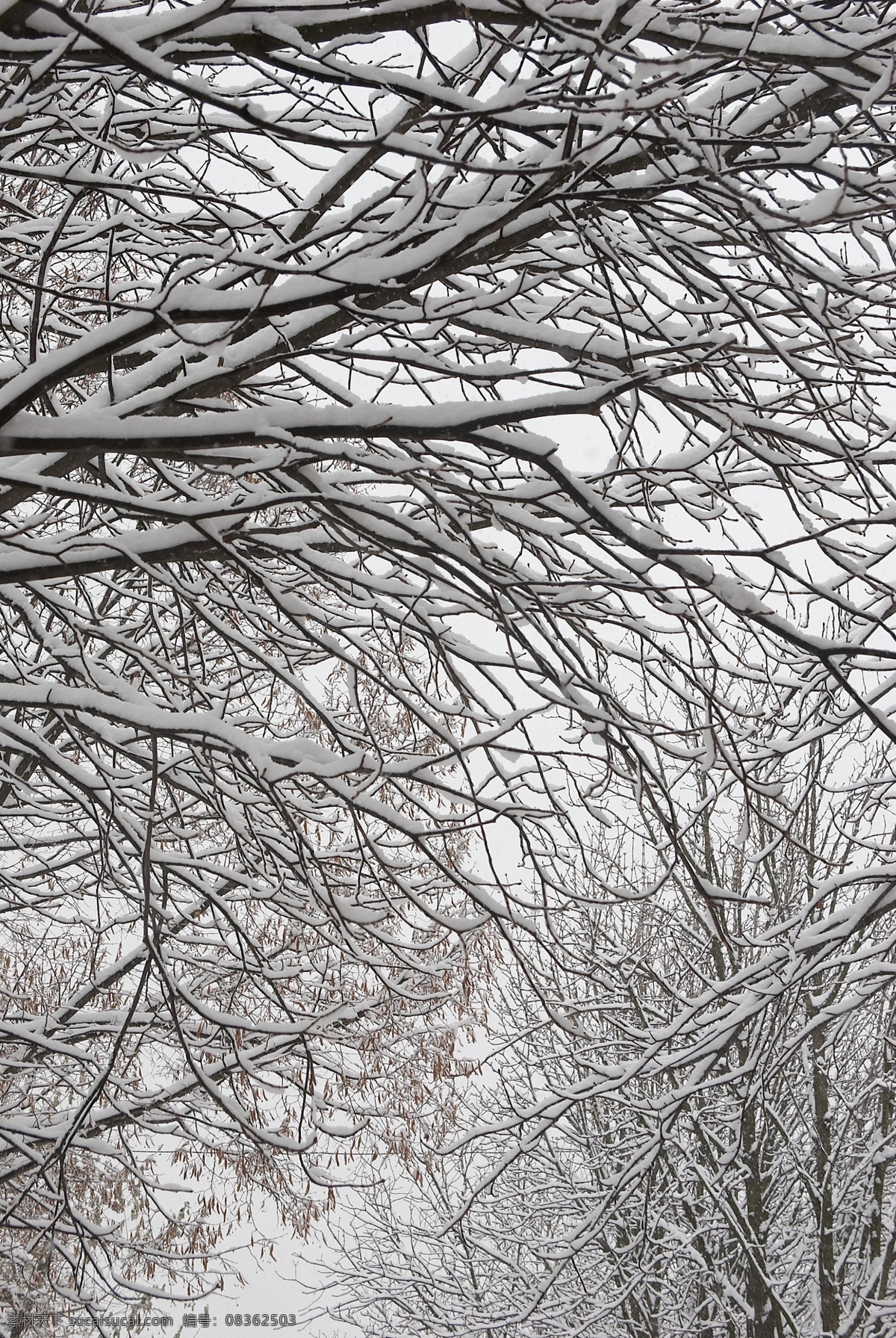 树木上的白雪 冬天雪景 冬季 美丽风景 美丽雪景 白雪 积雪 风景摄影 树木 树林 自然风景 自然景观 白色