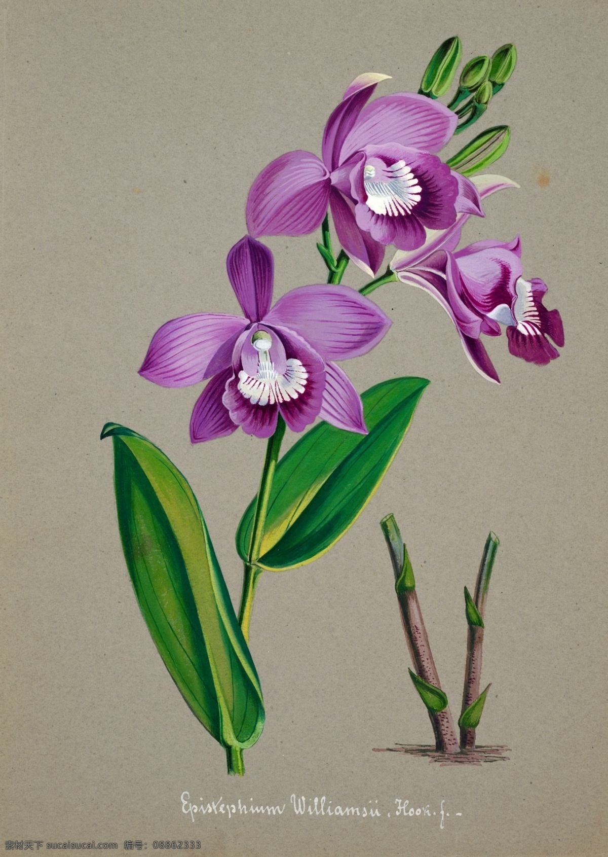手绘兰花 植物 手绘画 水彩画 手绘花朵 兰花插画 自然 手绘花 植物果实插画 兰花 插图 彩色兰花图 唯美鲜花 漂亮 鲜花 装饰画 欧式 花卉 传统艺术 艺术 花朵 花鸟画 手绘花鸟画 风景画 插画 生物世界 花草