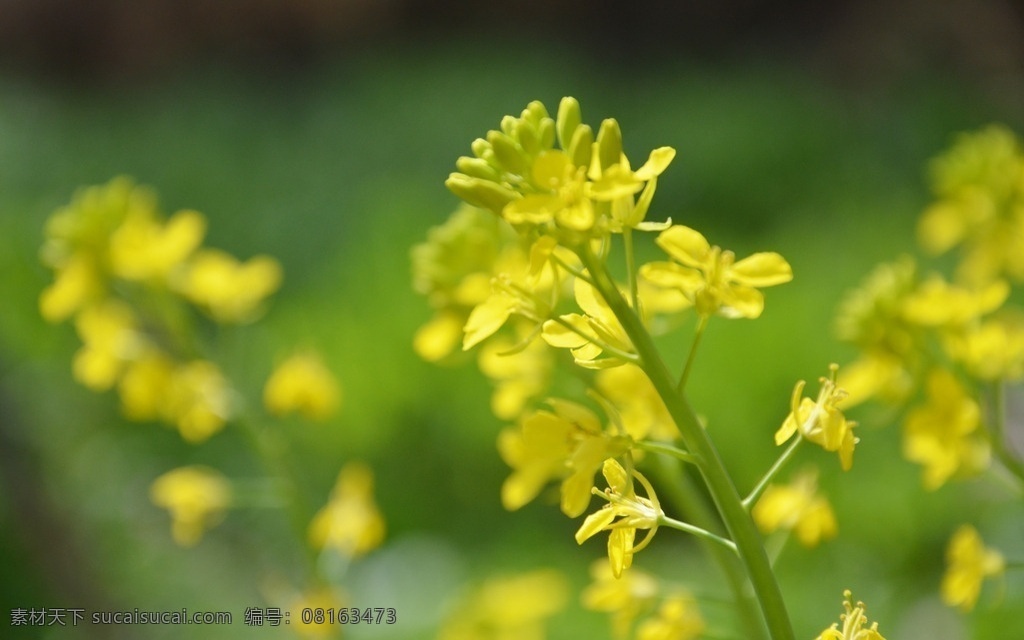 广东 山区 河源龙川 乡村 风光 田园 绿色 芥菜花 早晨 生物世界 花草