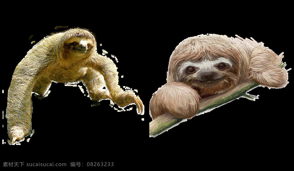 树懒 宝宝 免 抠 透明 图 层 树懒宝宝 水鬼图片 巨型树懒 树懒过马路 考拉 水树懒 树懒睡觉 树懒漫画 动物树懒 手绘树懒 树懒素材 可爱树懒