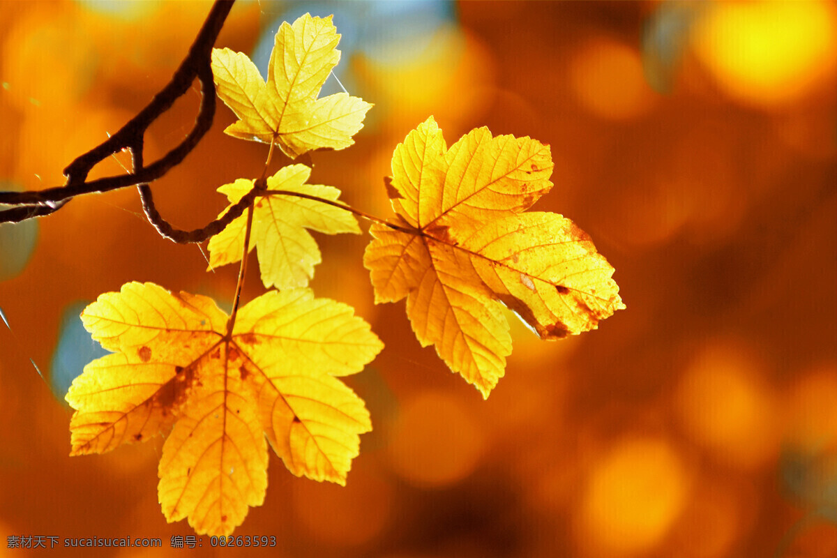 枫叶免费下载 背景 背景图片 枫叶 黄色背景 秋天