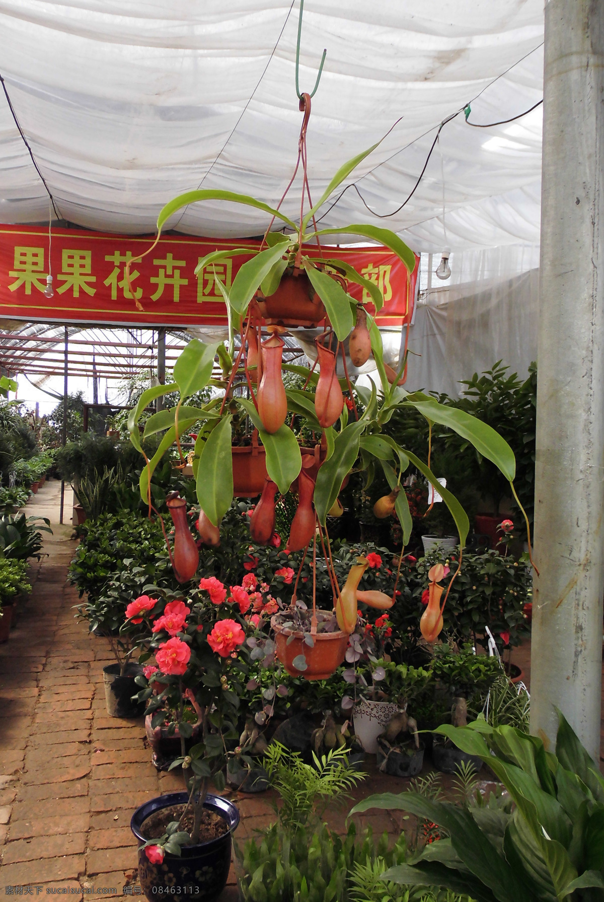 猪笼草 草 春天 吊兰 花草 花鸟市场 盆栽 生物世界