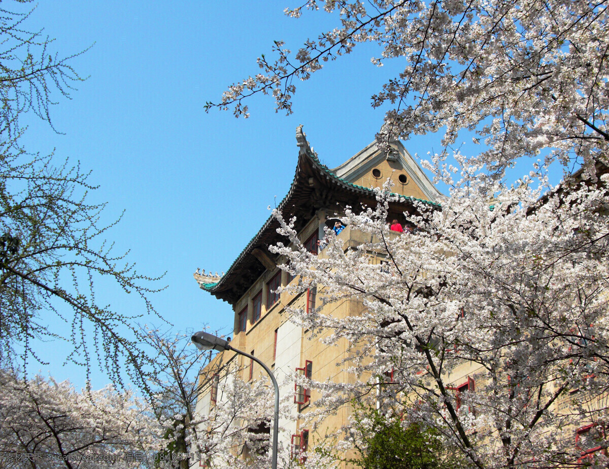 樱花城堡 武汉大学 樱花 樱园 武大樱花 珞樱 国内旅游 旅游摄影