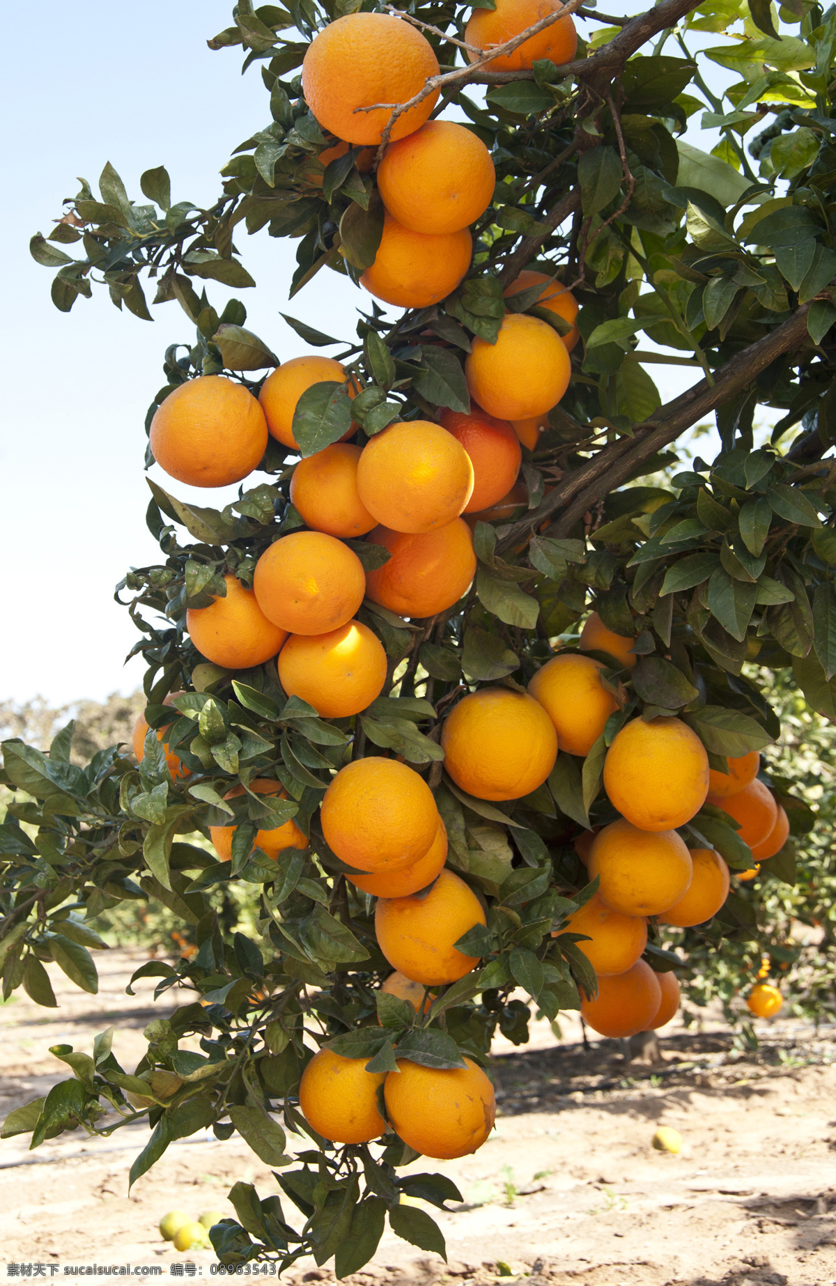 桔子 新鲜橘子 新鲜桔子 桔子采摘 美味 美食 食物 水果 果蔬 新鲜水果 美味水果 水果摄影 蜜桔 香橘 桔子树 橘子树 生物世界