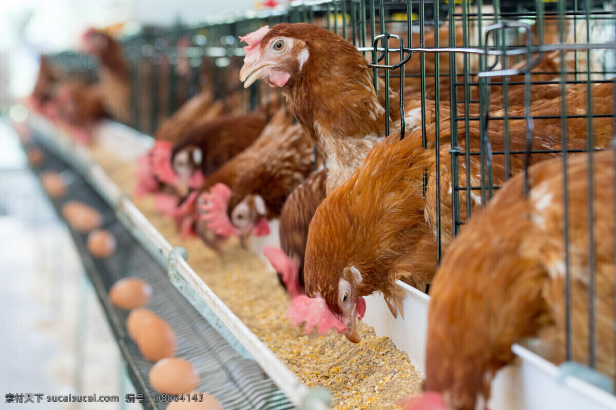 养鸡场 鸡 蛋鸡 养鸡 现代 鸡蛋 蛋鸡养殖 家禽家畜 生物世界
