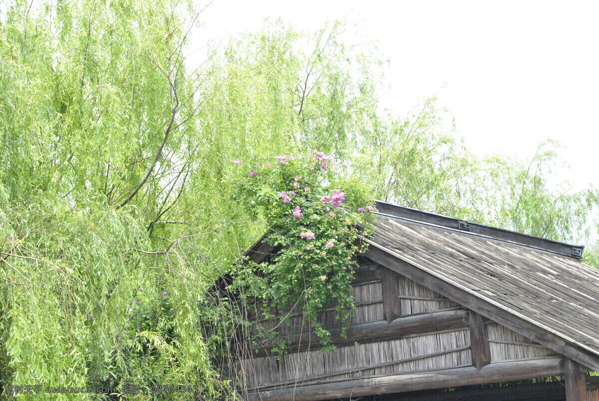 柳树 蜜蜂 绿叶 花径 树干 生物世界 树木树叶