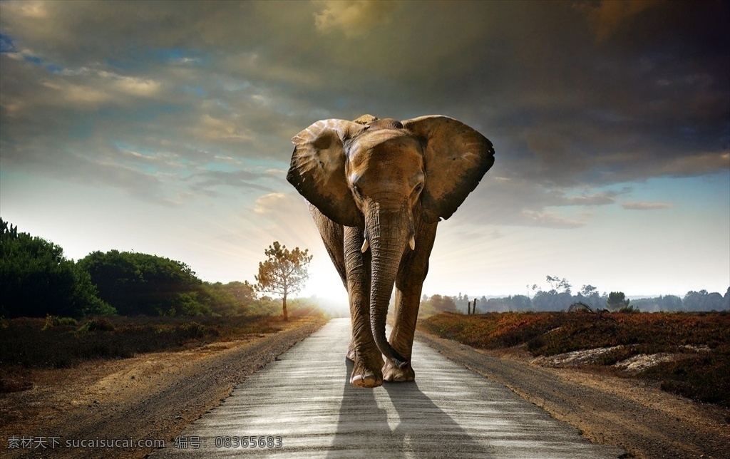 大象 道路 日出 日落 动物 自然 生物世界 野生动物
