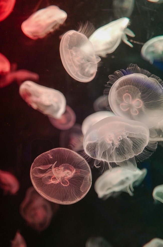 水母图片 水母 软体 浮游 触须 彩色 水族 斑斓 海洋 动物 生物世界 海洋生物