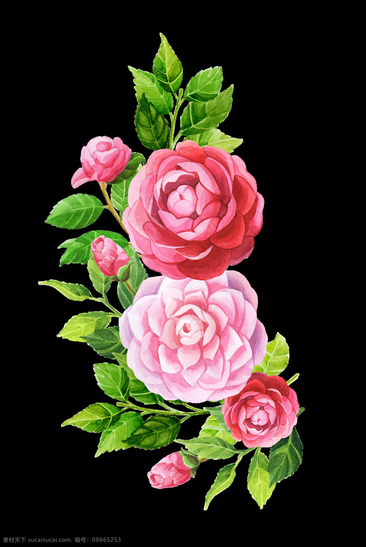手绘 粉嫩 花卉 透明 淡雅 高贵 婚礼卡片 绿色 免扣素材 水彩 透明素材 叶子 装饰图案