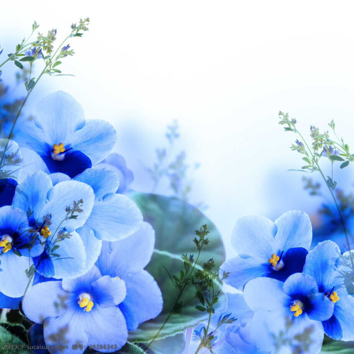 蓝色的五瓣梅 植物 花朵 花卉 鲜花 花草树木 生物世界 白色
