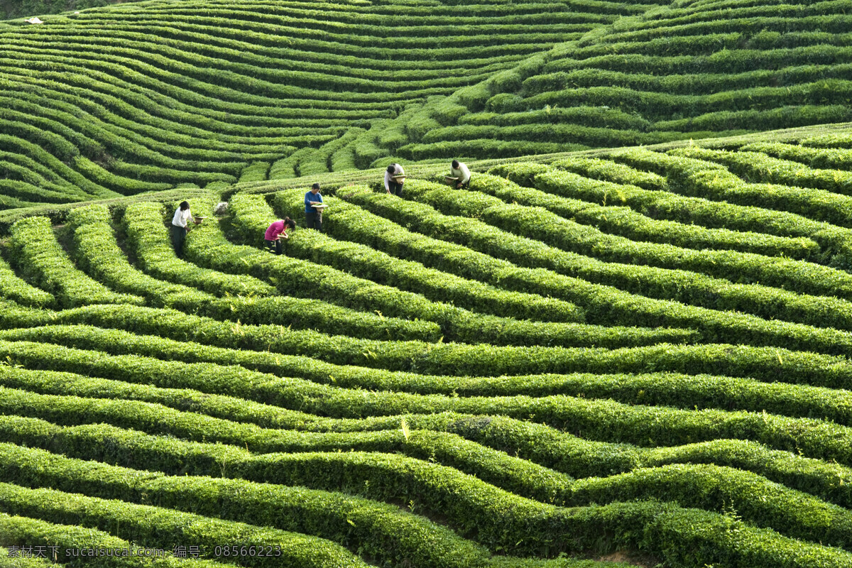 茶山 婺源茶山 茶 茶园 茶素材 茶叶 茶树 茶道 绿茶 茶广告 茶文化 茶包装 品茗 茗茶 风景 山水风景 自然景 婺源 国内旅游 旅游摄影