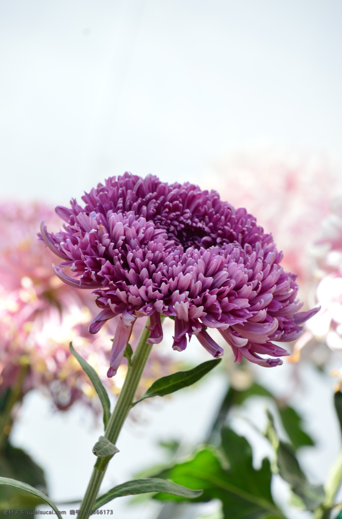秋菊 观赏花卉 园艺 花卉素材 寿客 金英 黄华 陶菊 花卉 花儿 花草 花朵 花瓣 花蕊 菊菊花 生物世界
