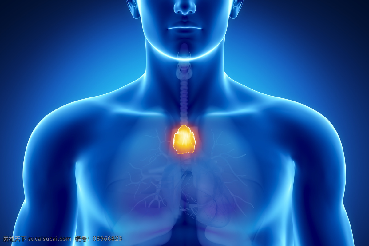 男性 人体 咽喉 器官 咽喉器官 喉咙 男性人体器官 医疗科学 医学 人体器官图 人物图片