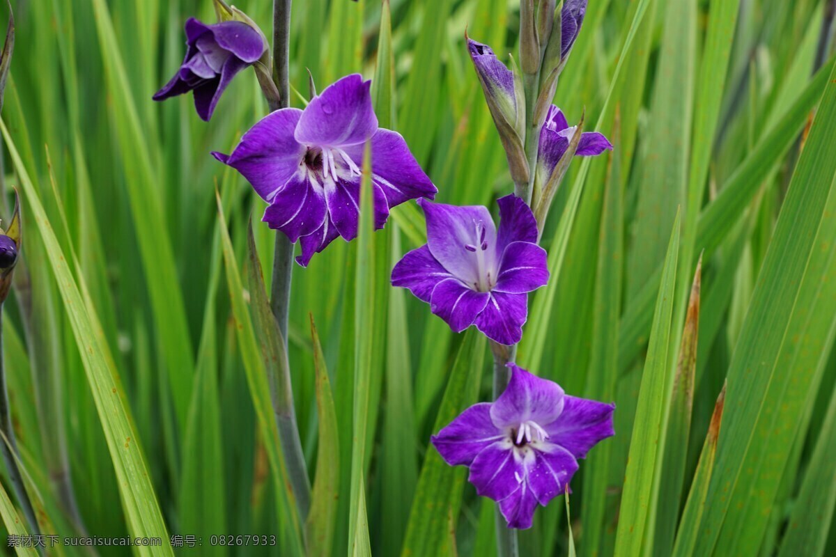 紫色菖蒲花 菖蒲 菖蒲花 鲜花 花草 植物 忧郁唐菖蒲 甘德唐菖蒲 四大切花 花草植物树木 生物世界