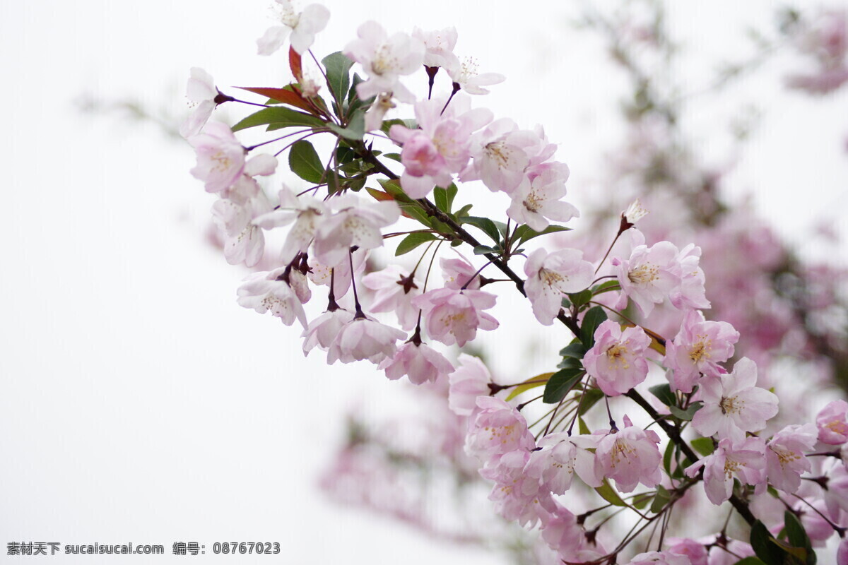 樱花 春天 粉嫩 漂零 高调 花草 生物世界 白色