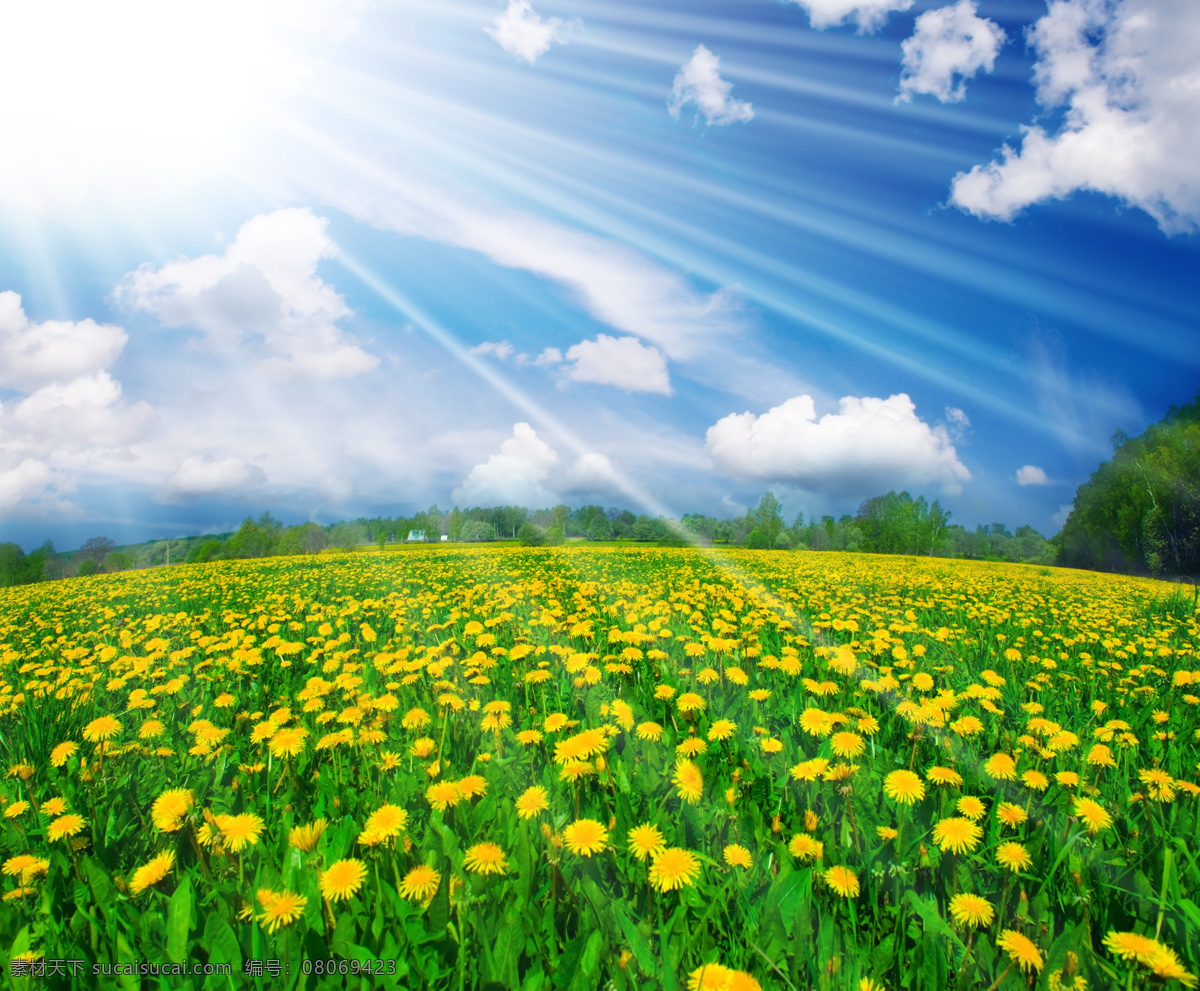 清新 蒲公英 风景图片 dandelion 花海 蓝天白云 草地 自然 风景 高清图片 阳光 光芒 山水风景
