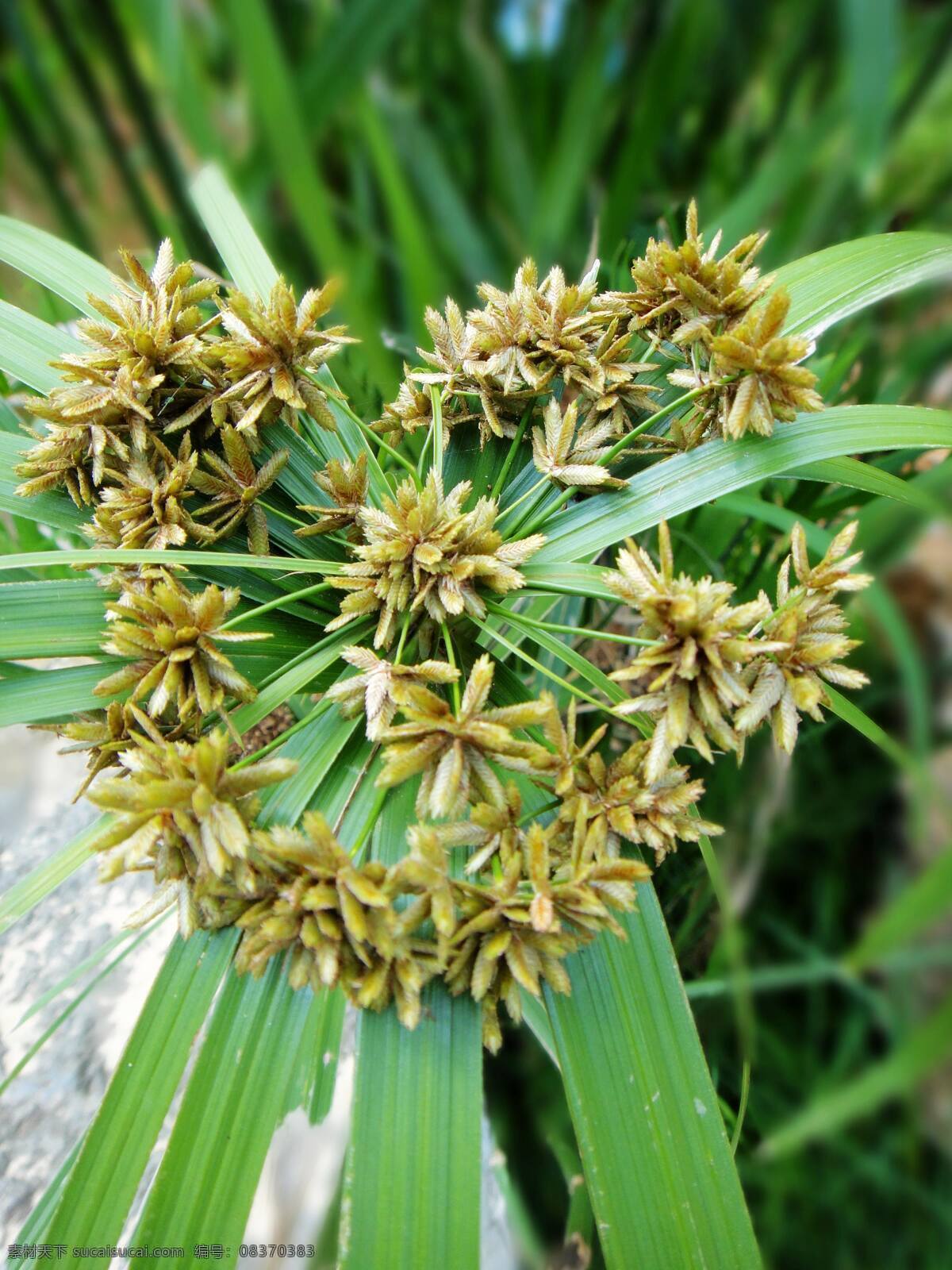 莎草 香附子 摄影图片 花草 生物世界