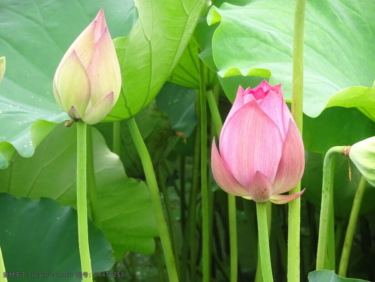 桌花 花瓶 花店 花 捧花 鲜花 花草 生物 花束 植物 花市 多肉 绿植 树叶 绿化 草 野草 野花 叶子 花朵 花苞 花蕊 花瓣 花心 盆景 景观 藕 荷塘 莲藕 莲蓬 莲子 水产品 莲花 荷叶 荷花塘 莲 荷韵 生物世界