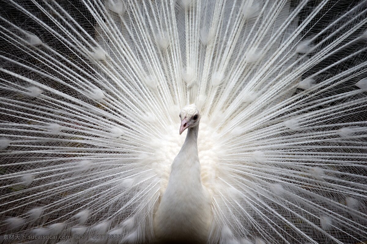 白色孔雀 白色 孔雀 开屏 生物世界 鸟类
