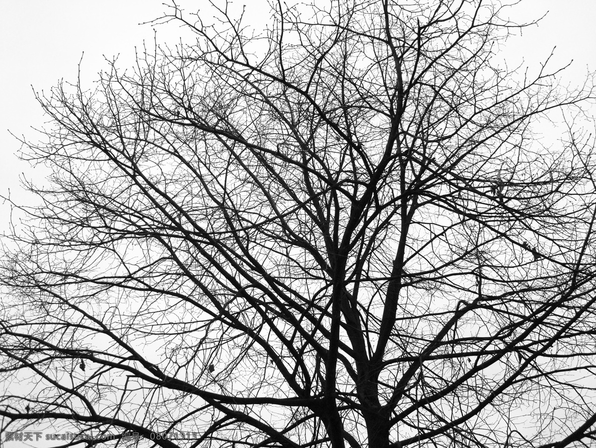 树轮廓图 美树 唯美树 树 橘子洲头 唯美 印象 抽象 黑白 自然风景 自然景观 树干 大树轮廓图 轮廓图 树木树叶 生物世界