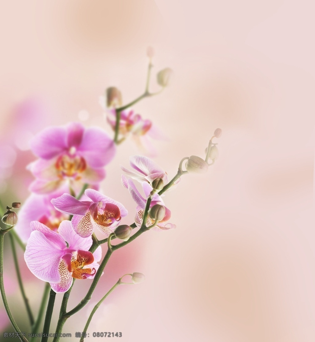 兰花 花卉 风景 花枝 花 粉色花 墙纸 专辑 生物世界 花草