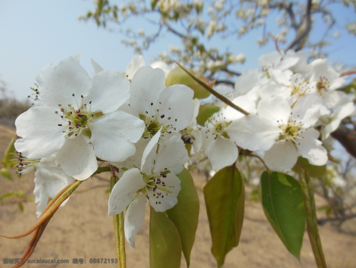梨花 白色花 春天 高清图 花瓣 花草 花蕊 蓝天 梨树 生物世界 psd源文件
