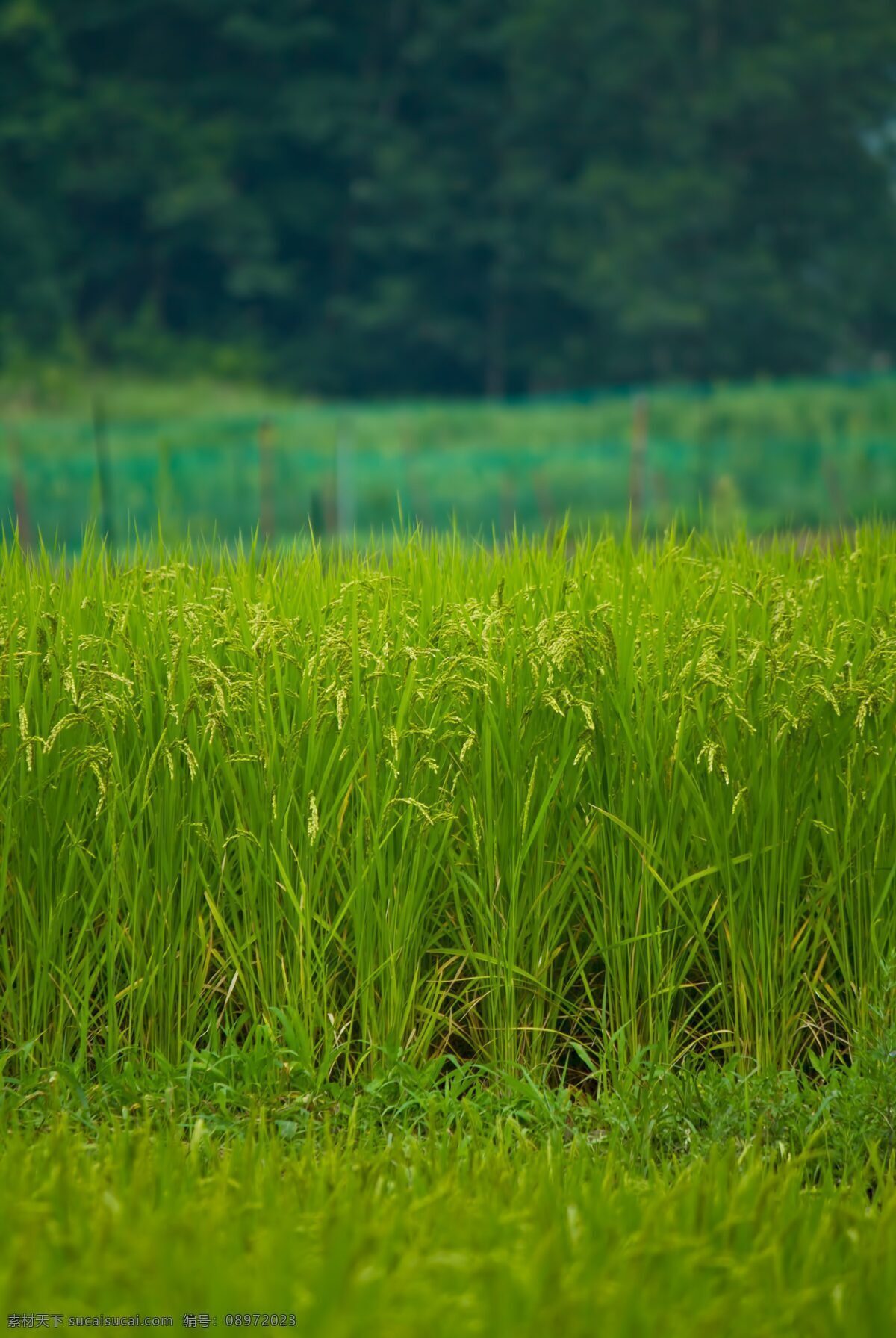 稻穗 成熟 水田 成熟的水田 田野 植物绿化 农田 水稻 生物世界 其他生物
