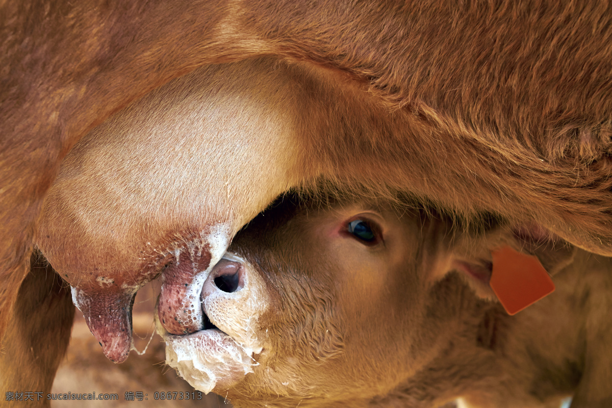 吃奶的小牛 小牛 牛奶 吃奶的牛 家畜动物 动物摄影 陆地动物 生物世界 棕色