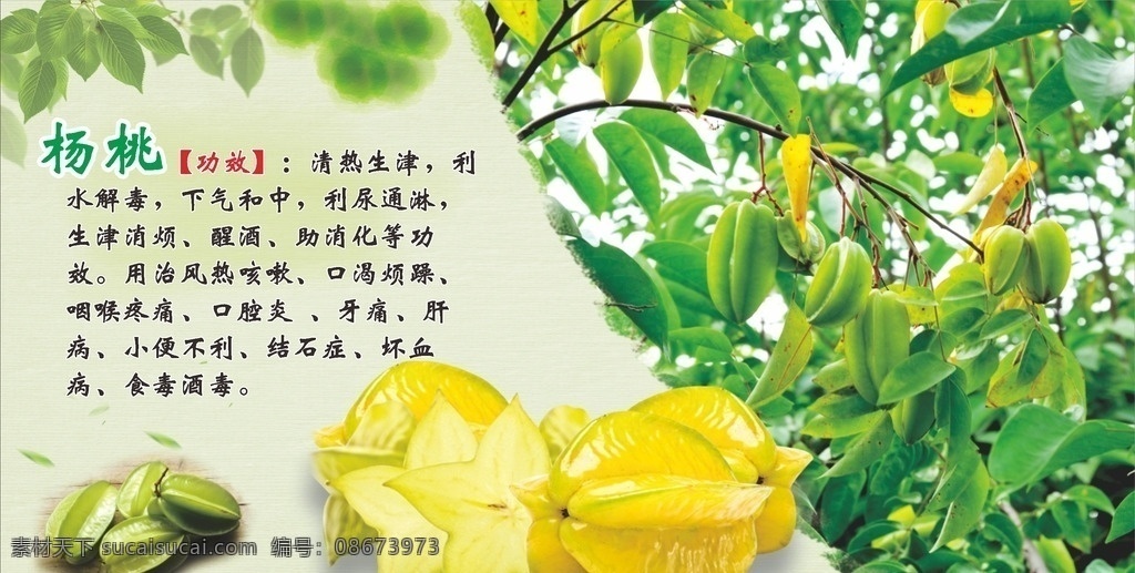 杨桃简介 花简介 校园实践基地 劳动实践基地 果园简介 菜地简介 树木简介 杨桃海报 杨桃展板 杨桃宣传单 杨桃单张 生物世界 水果