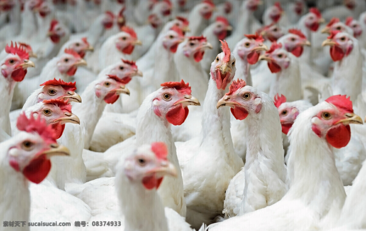 养殖场 鸡场 鸡 公鸡 白斩鸡 饲养 三农 肉鸡养殖 野生动物 现代科技 农业生产